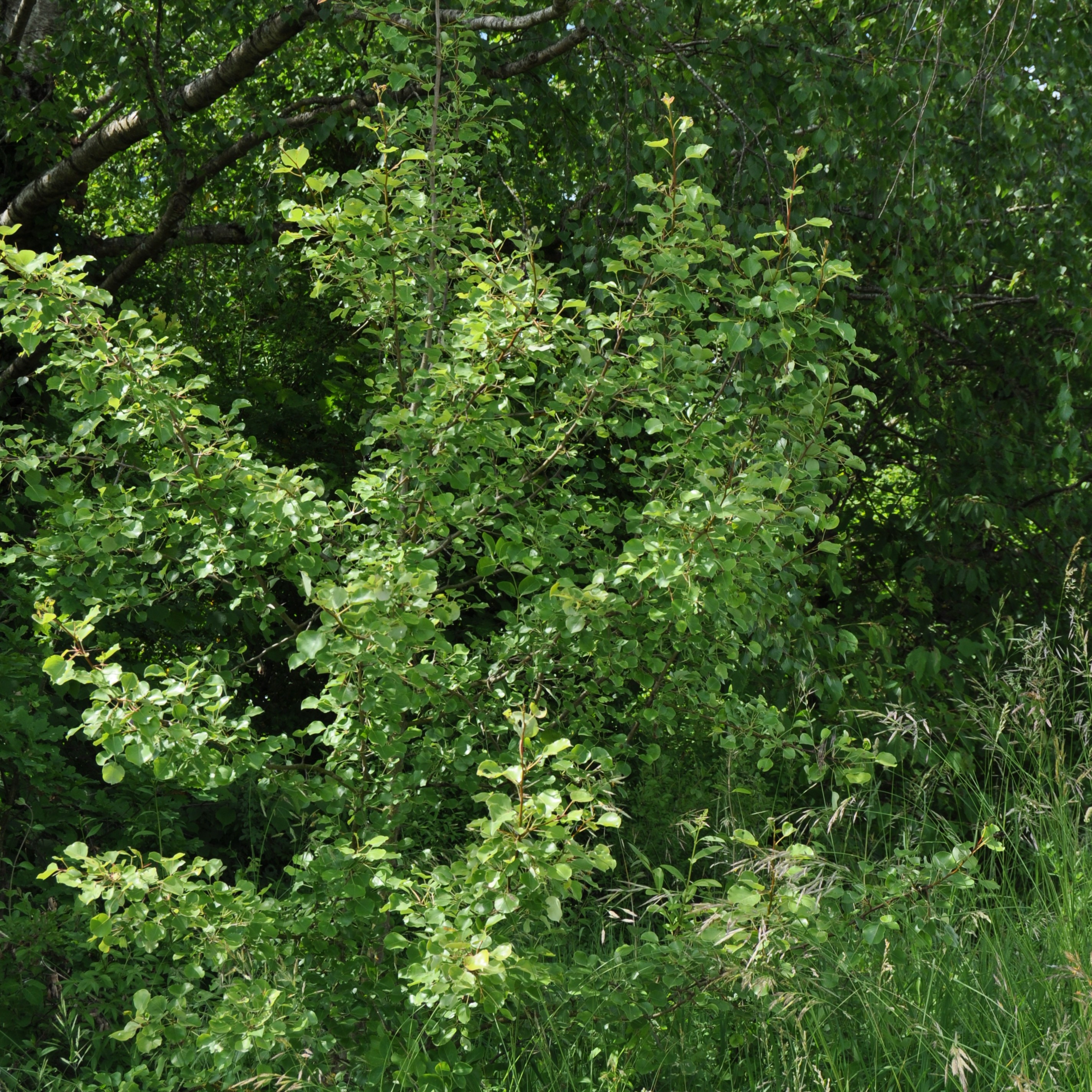 Gemeiner_Birnbaum