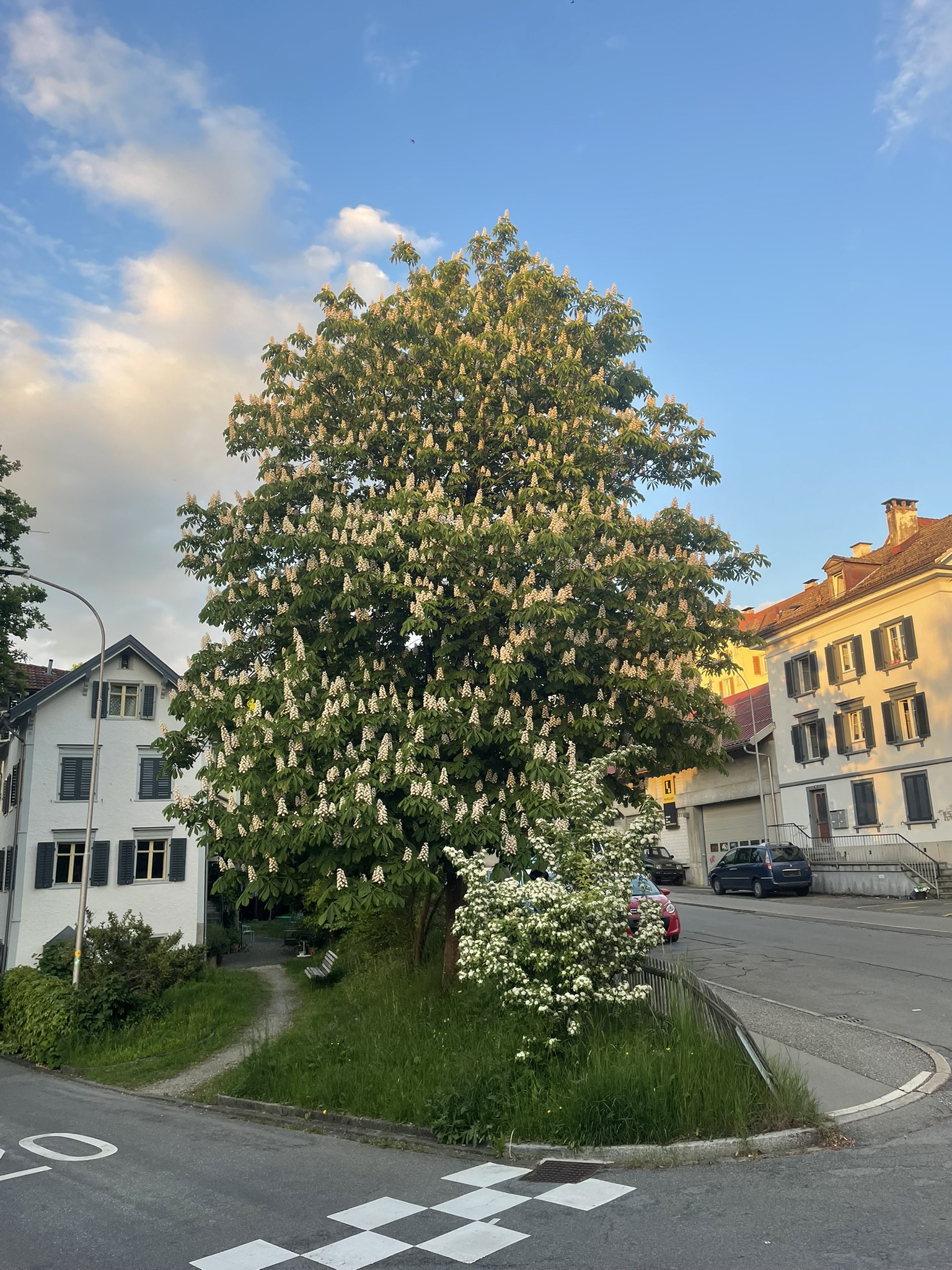 Rosskastanie